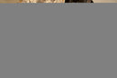 New Khine Petrified Wood Coffee Table Brass Set 3