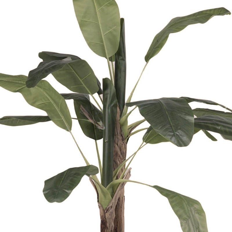 Bananenboom groen