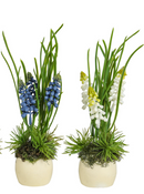 Muscari in half eitje met blauwe bloemen